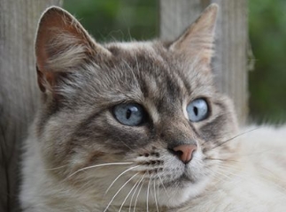 Chat Ojos Azules